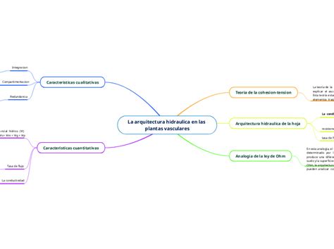 La Arquitectura Hidraulica En Las Plantas Mind Map