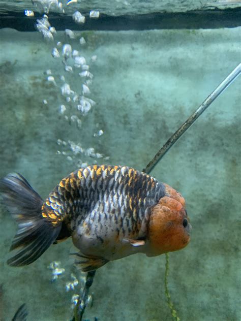 My new kirin collection/breeders + Goober : r/Goldfish