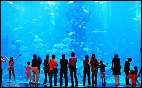 Atlantis Paradise Island Aquarium - information online