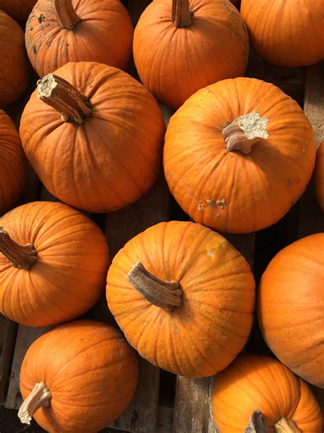 Dizzy Pumpkins Upswing Farm