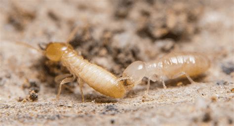 Are Termites In Connecticut Harmful To Humans