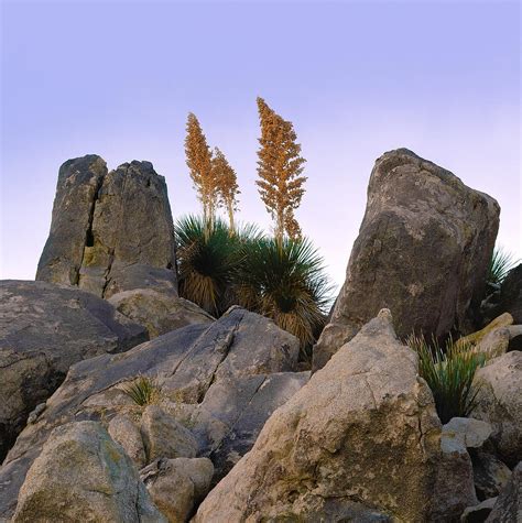 Desert Flags Cropped Version Photograph By Paul Breitkreuz Pixels