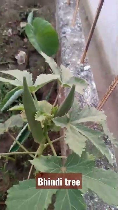 Bhindi Tree Youtube