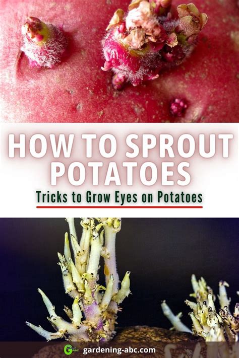 Sprouting Potatoes How To Easily Grow Eyes On Potatoes Sprouting