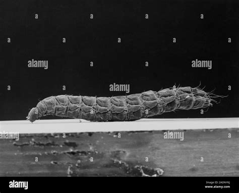 Cat Flea Larva Scanning Electron Micrograph Of A Third Instar Larva Of