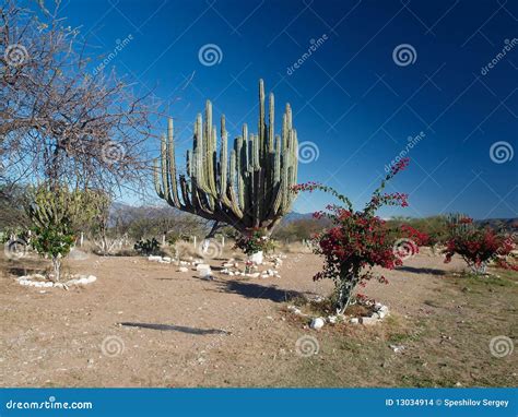 Mexican Landscape With Cacti Stock Photo Image Of Naked Cacti