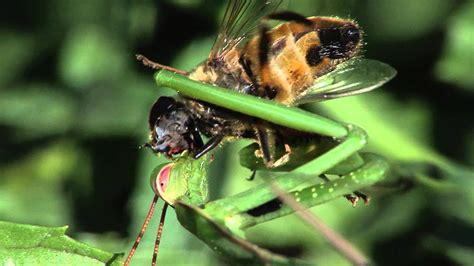 Praying Mantis Eats Fly Alive Youtube