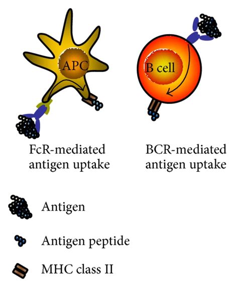 A B Cells In Autoimmune Diseases B Cells Have Antibody Dependent And