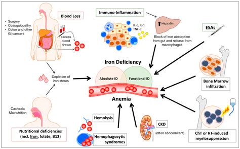 Anemia And Cancer - CancerWalls