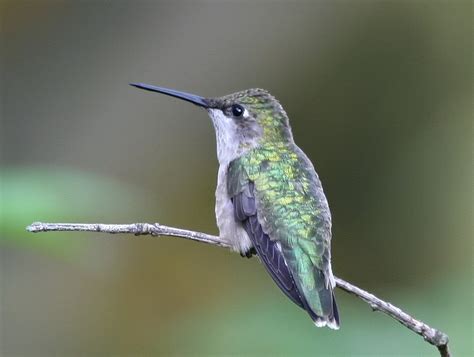 Ruby Throated Hummingbird-female Free Photo Download | FreeImages