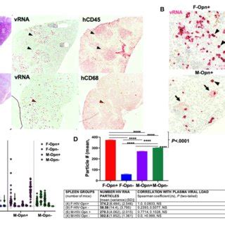 Spleen Viral Load And Correlation With Plasma Burden A Shows