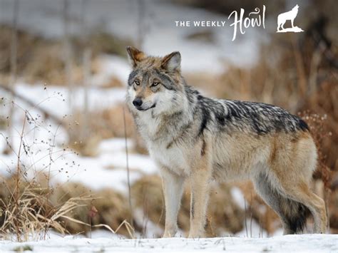 Eight Wild Facts About the Rare and Elusive Lobo | Earthjustice