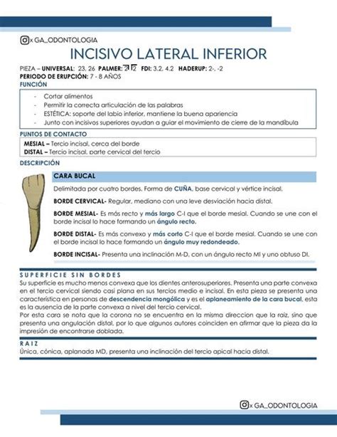 Incisivo Lateral Inferior Ga Odontologia Udocz