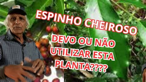 Espinho cheiroso conhecendo a planta e seus benefícios YouTube