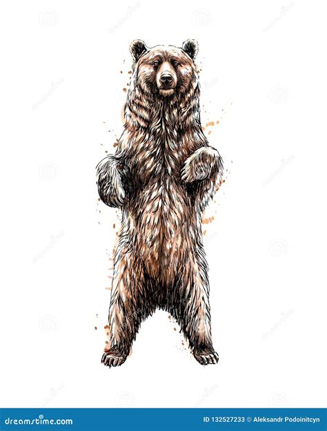 Standing Bear Illustration Cartoon Vector | CartoonDealer.com #113425009