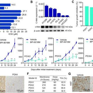 Bpi M Suppresses Tumor Growth In Lung Adenocarcinoma A Two