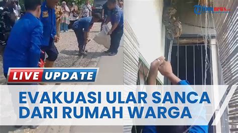 Ular Sanca Sepanjang Meter Masuk Rumah Warga Kalianda Lampung Selatan