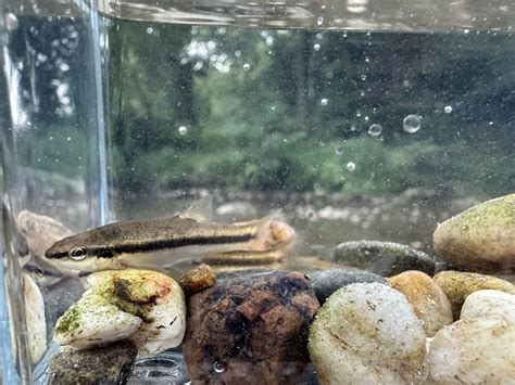 Eastern Blacknose Dace From McCauley Rd Conowingo MD US On August 19