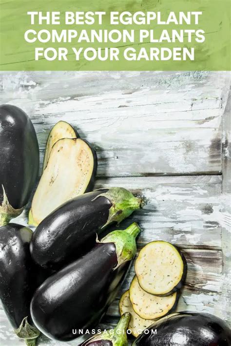 Eggplant Companion Plants Best Plants To Grow With Eggplant