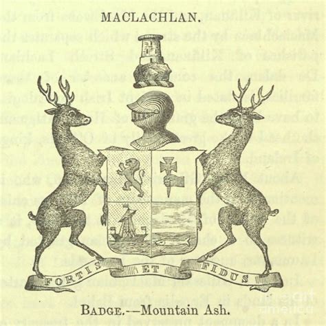 Maclachlan coat of arms, crest, and motto n1 Drawing by Historic ...