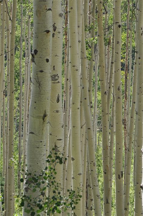 Page Royalty Free Aspen Photos Pikist