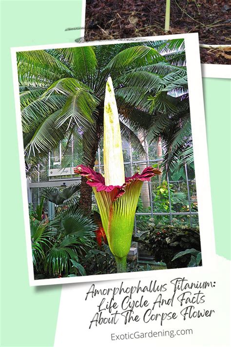 Learn About The Life Cycle Of The Amorphophallus Titanium As Well As