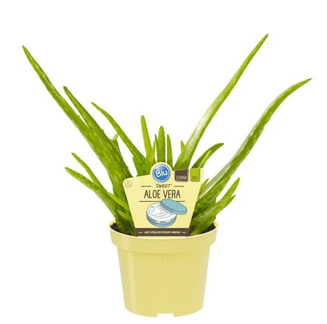 Bio Aloe vera Sweet Blu Aloe vera barbadensis Miller günstig kaufen