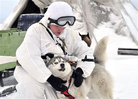 雪橇三傻真的不能做军犬吗？其实解放军有二哈做军犬的例子！ 凤凰网