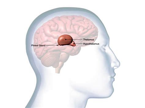 Brain Thalamus Function