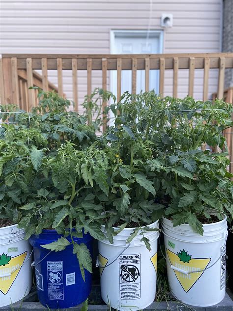 How Do You Prepare A 5 Gallon Bucket For Tomatoes At Mary Lemons Blog