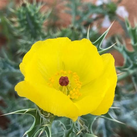 Argemone mexicana: Mexican prickly poppy - Green Cover Initiative