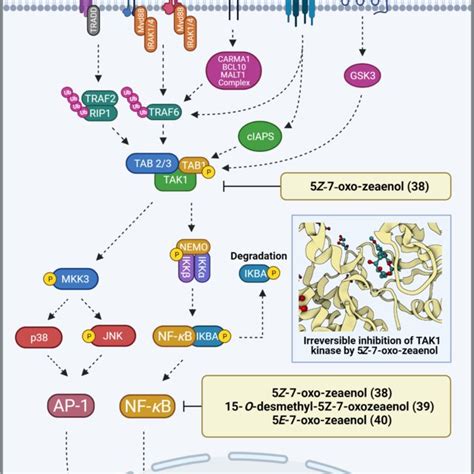 Structures Of Resorcylic Acid Lactones RALs A 12 Membered RALs