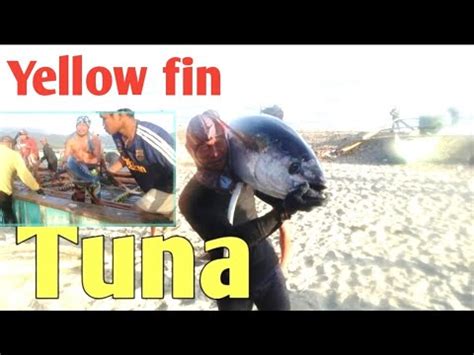 Tuna At Mga Maliliit Na Isda Lambat Episode Youtube