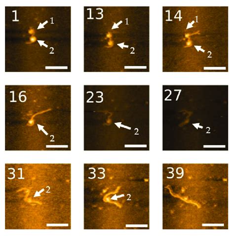 High Speed Afm Imaging Of Dinucleosome Dynamics On Labeled Dna The