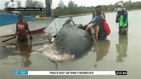 Sampah Plastik Ancam Kehidupan Ekosistem Laut IMS YouTube