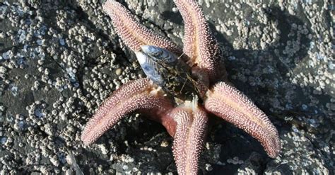 Starfish Quiz: What Do You Know? - A-Z Animals