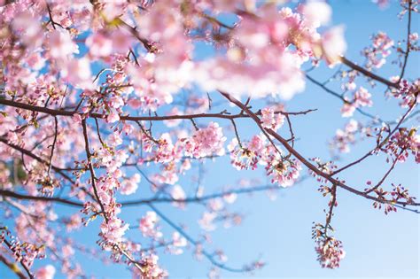 青く鮮やかな空と桜の写真素材 ぱくたそ