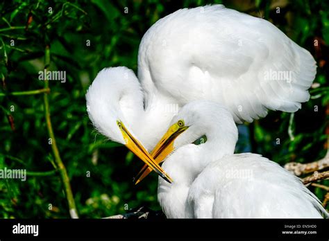 Egret feathers up close hi-res stock photography and images - Alamy