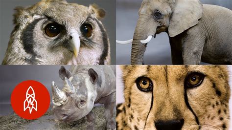 HG SCIENCE CORNER : Examples of extinct animals for your projects