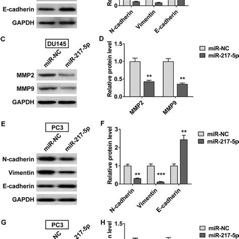 Decreased Expression Of Mir 217 5p In Prostate Cancer A The Expression Download Scientific