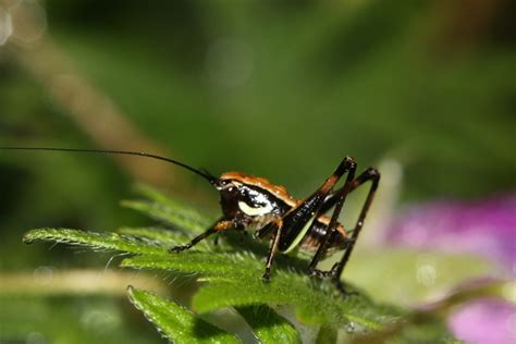 Marbled Bush crickets from Όλυμπος Λιτόχωρο 402 00 Ελλάδα on May 9