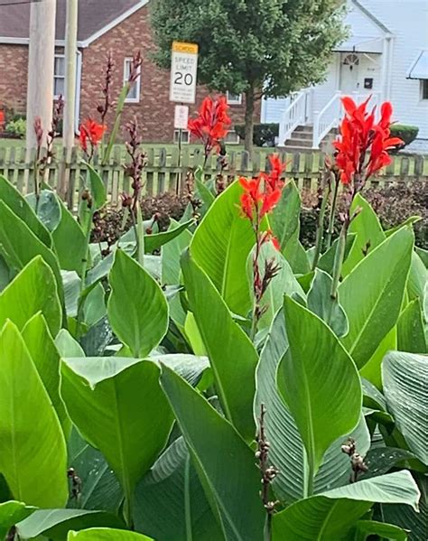 3 Red Canna Lily Indian Canna Indica Shot Bulbs Root rhizomes - Etsy