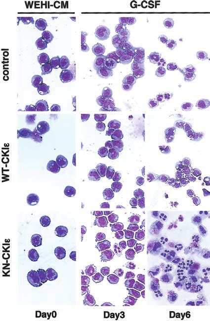 Effect Of Exogenous Cki On Morphological Differentiation Download Scientific Diagram