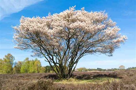 Amelanchier lamarckii (Juneberry)