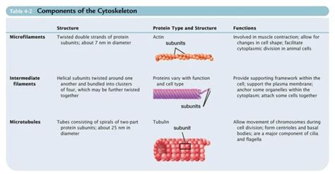 Microfilaments And Microtubules