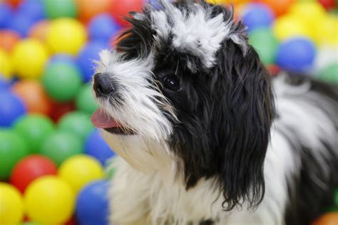 Follow these 4 steps to effectively train your shih tzu | PawTracks