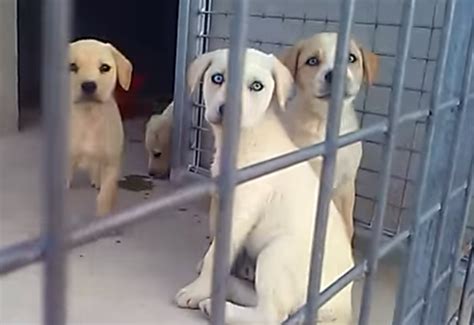 Cinco cães abandonados em buraco resgatados por bombeiros VÍDEO