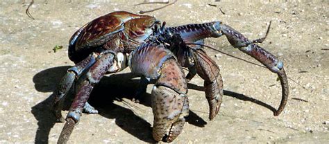 Where Are Coconut Crabs Found