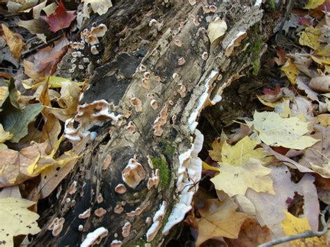 Phlebia Tremellosa At Indiana Mushrooms