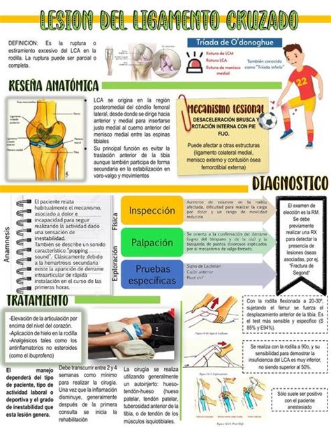 Resúmenes de Ligamento cruzado Descarga apuntes de Ligamento cruzado